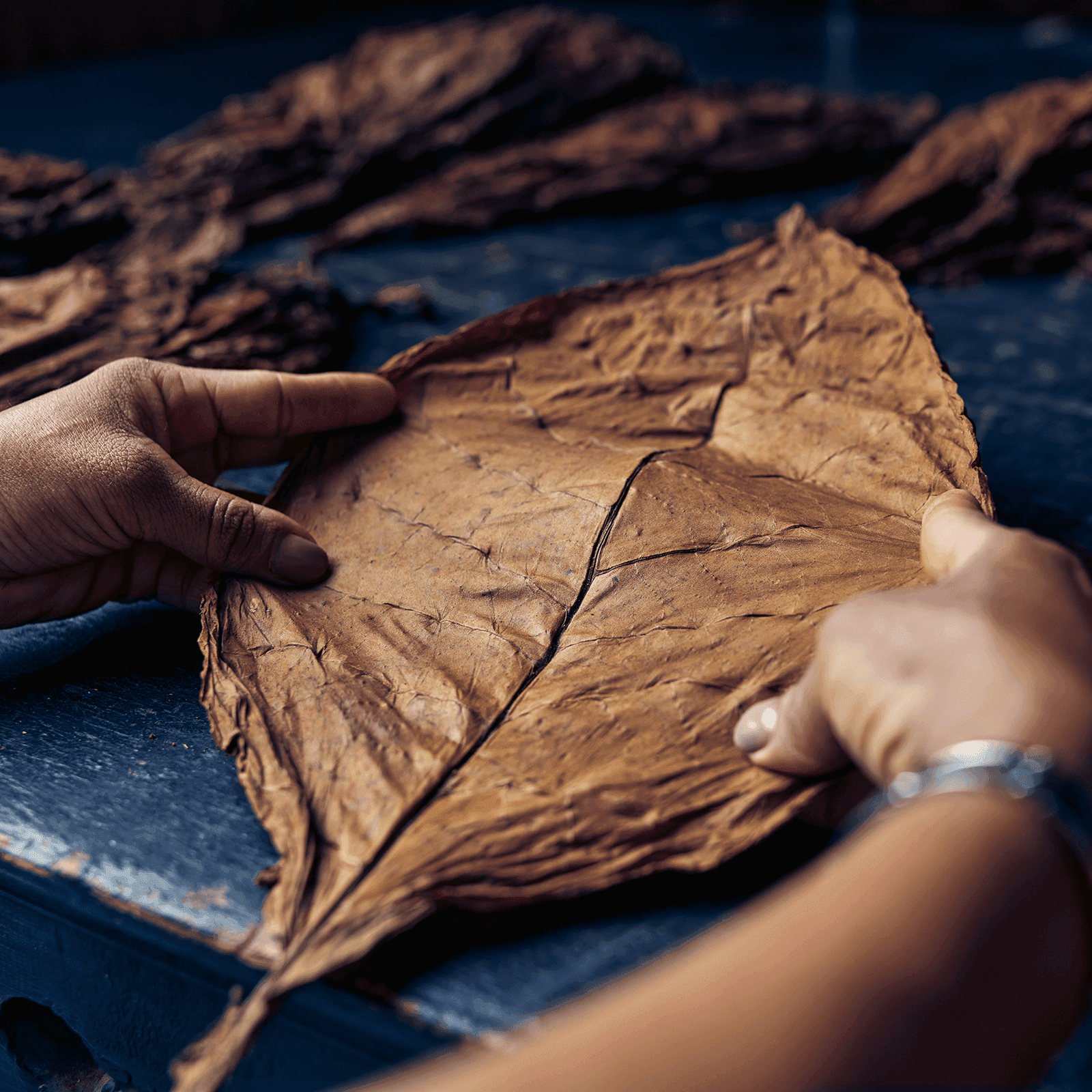 Davidoff of Geneva - USA | Davidoff of Geneva - USA